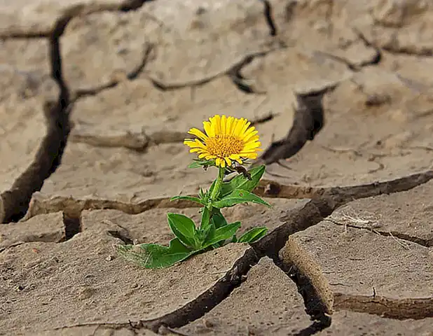 La vida en el desierto