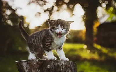 los-ingredientes-naturales-en-la-alimentacion-de-mascotas_h2_1594.webp
