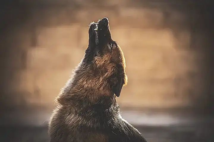 el-aullido-y-la-comunicacion-entre-los-perros_h2_850.webp