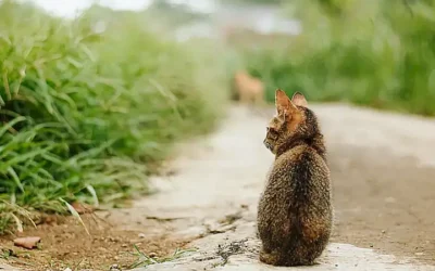 como-cuidar-un-gato-callejero_h2_1352.webp