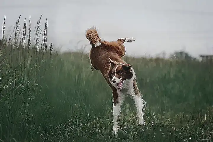 Las diferentes razas de Collie barbudo