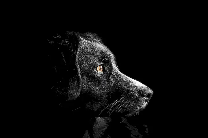 Las edades de los perros en diferentes razas