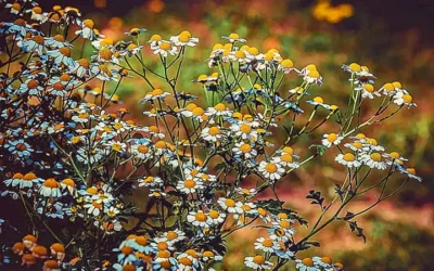 como-utilizar-las-hierbas-para-gatos_h2_641.webp