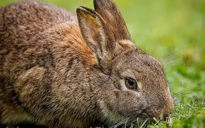 cuidados-basicos-para-tener-un-conejo-de-mascota-feliz-y-saludable_h2_145.webp