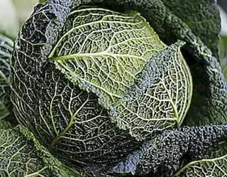 como-preparar-alimentos-con-verduras-para-perros_h2_405.webp