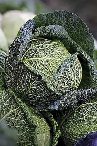 como-introducir-las-verduras-en-la-dieta-del-perro_h2_897.webp
