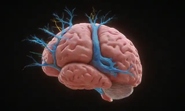 ilustración 3D, enfoque del sistema auditivo, regiones cerebrales resaltadas, disparo de neuronas, formación de conexiones lingüísticas, acentos coloridos, movimiento dinámico