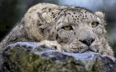 pavo-real_h2_542.webp