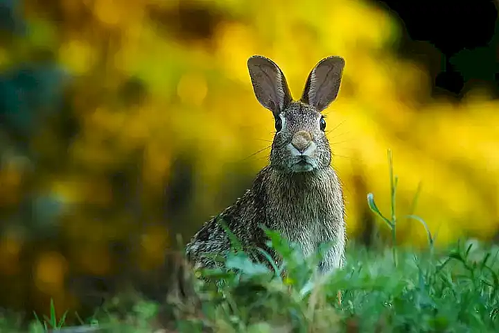 Leyenda del Conejo de Angora