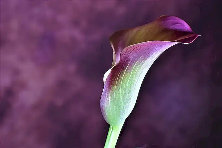 Lily