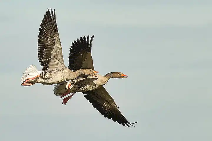 Los animales en la naturaleza