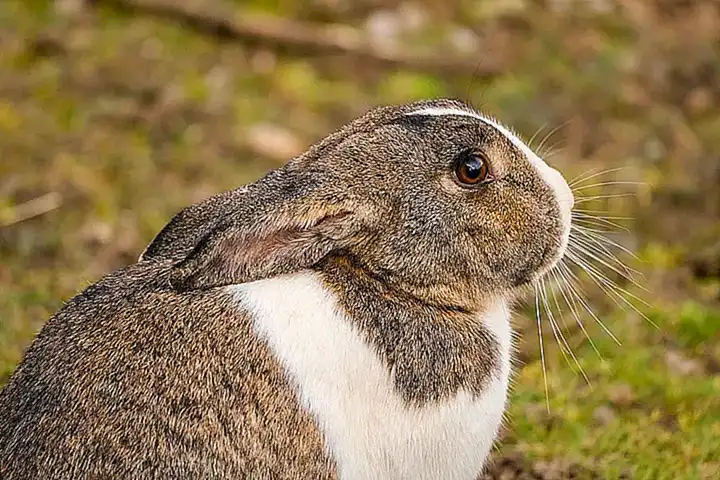 Los desafíos del manejo de las relaciones entre los conejos y otras especies