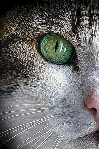 Los diferentes tipos de pelaje en gatos