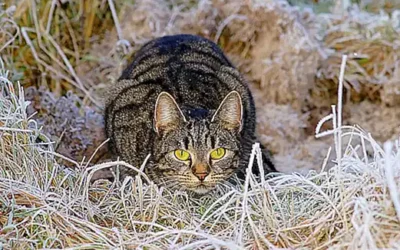 ansiedad-y-nerviosismo-en-los-gatos_h2_43.webp