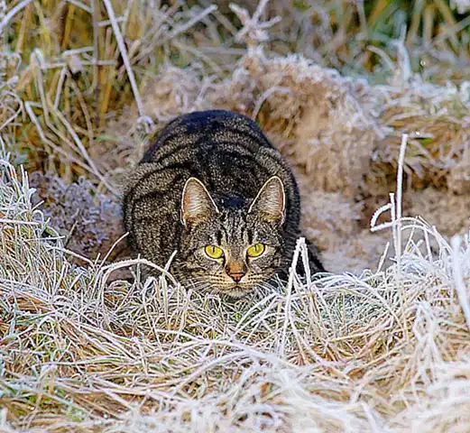 ansiedad-y-nerviosismo-en-los-gatos_h2_43.webp