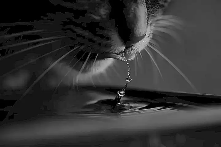 Los factores que causan que los gatos no bebe agua