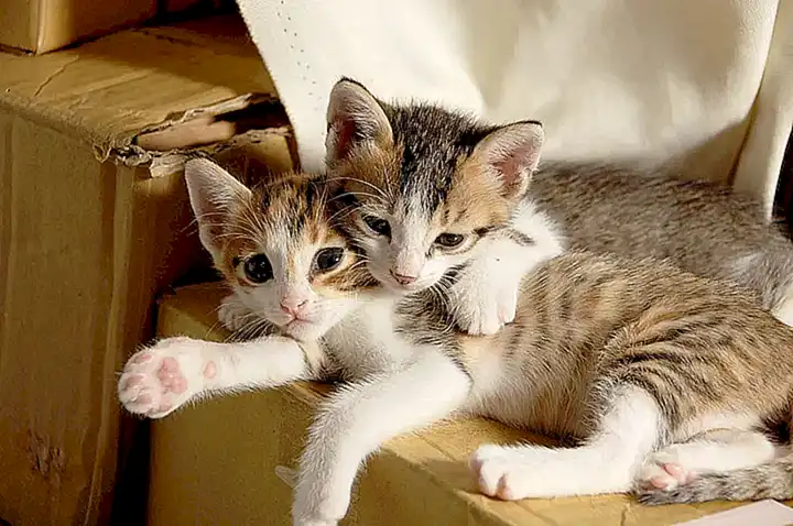 ¿Los gatos eligen a una persona como su favorita?