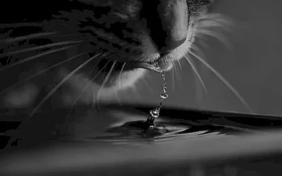el-origen-del-agua-para-los-gatos_h2_1234.webp