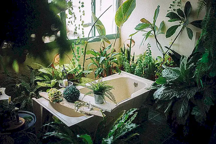 Los gatos y el baño