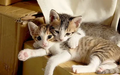 los-gatos-eligen-a-una-persona-como-su-favorita_h2_113.webp