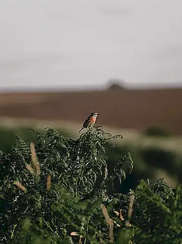 Los habitats y los lugares en donde viven