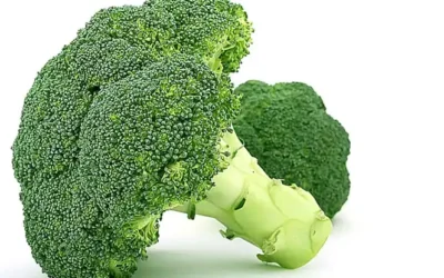 nutricion-para-perros-y-gatos_h2_1025.webp