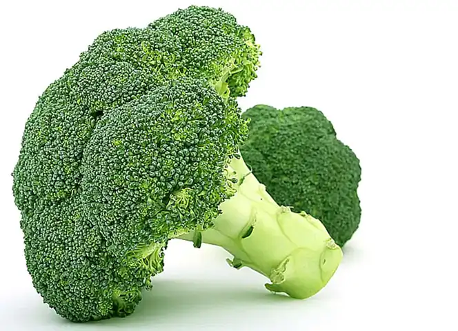 nutricion-para-perros-y-gatos_h2_1025.webp
