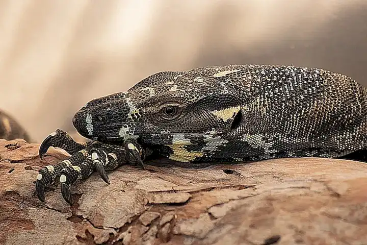 Los insectos y reptiles