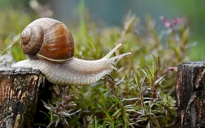 los-caracoles-y-su-dieta_h2_867.webp