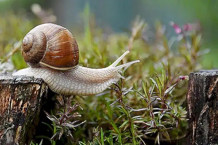 los-caracoles-y-su-dieta_h2_867.webp