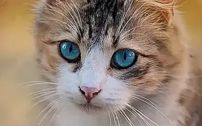 el-origen-de-los-ojos-azules-en-los-gatos_h2_1580.webp