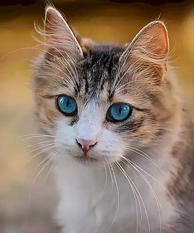 el-origen-de-los-ojos-azules-en-los-gatos_h2_1580.webp
