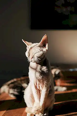 Los sonidos que los gatos usan para expresar sus estados de ánimo