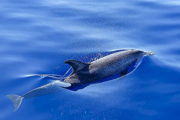 Mamíferos marinos gigantes