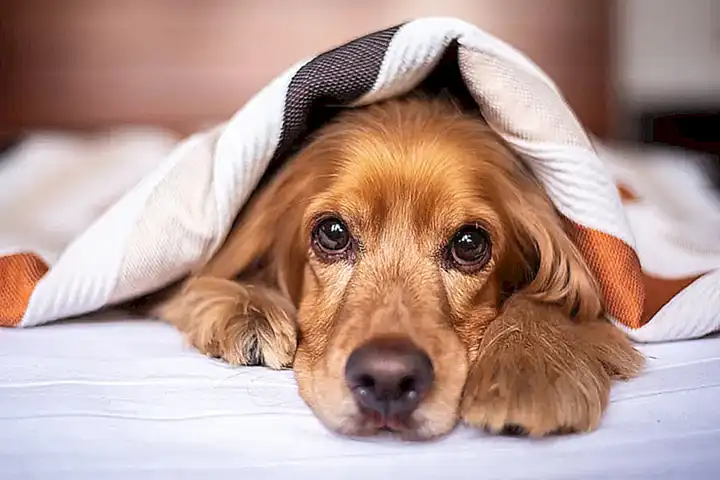 Mantas para perros grandes