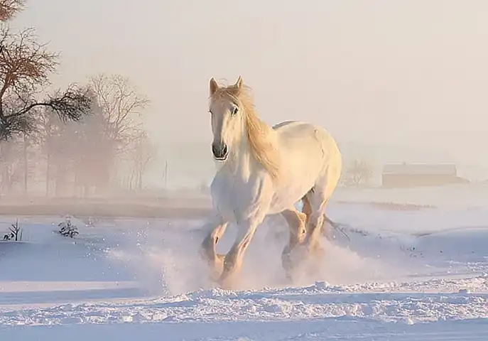 Mantener la hygiene de los caballos