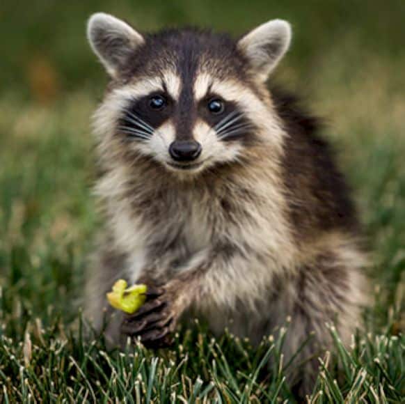 Mapache Curiosidades del mapache que te sorprenderán