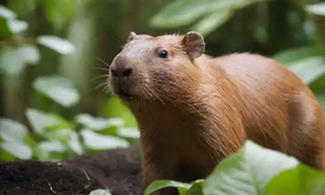 Un capybara grande en un ambiente tropical exuberante con agua, plantas, y tal vez un animal pequeño, rodeado de iluminación de enfoque suave, colores cálidos, una profundidad poco profunda de campo para desdibujar distracciones, una ligera sonrisa y ojos amistosos, quizás sosteniendo una hoja o una flor, con algunas sombras sutiles para indicar movimiento