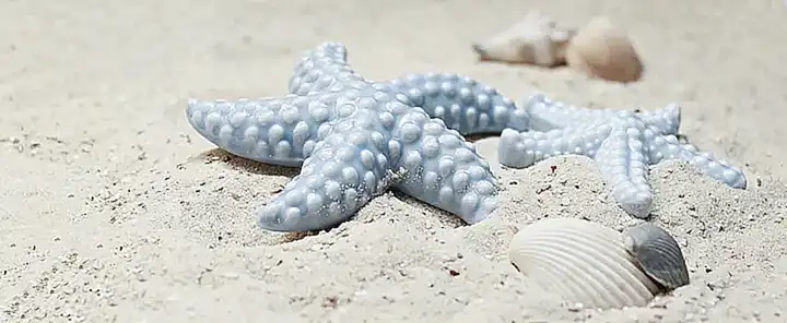 Mecanismos de nutrición en las estrellas de mar