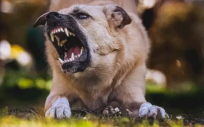 evaluacion-de-la-peligrosidad-del-perro-mordedor_h2_54.webp