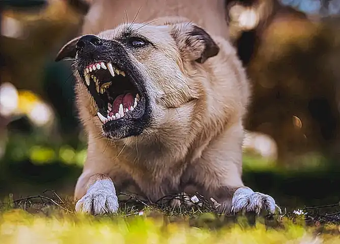 Medidas de seguridad tras una mordedura de perro
