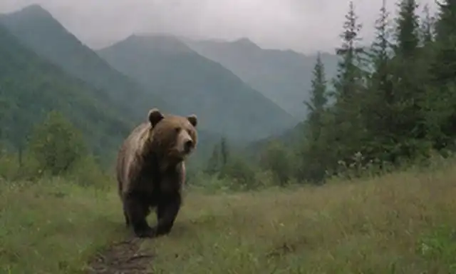Grizzlys vagando libremente en el desierto de Alaska, Timothy Treadwells cara rugosa en medio de vegetación exuberante, equipo de cámara esparcido alrededor, osos que se acercan cauteloso, montañas malvadas temblando en la distancia, fotógrafos de vida silvestre pasión irradiando de escena, ambiente tranquilo prevalece