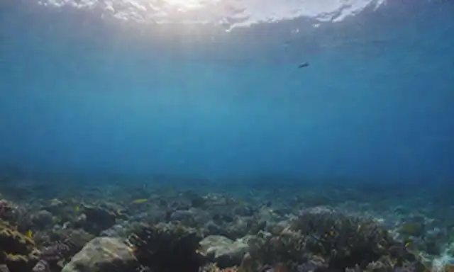 Escena oceánica subacuática, animales marinos nadando, peces coloridos, arrecifes de coral, aguas tropicales, escuelas de sardinas, delfines jugando, cielo azul por encima, suaves olas, cálida luz del sol, balanceo de algas, plantas subacuáticas, un vistazo de mar abierto