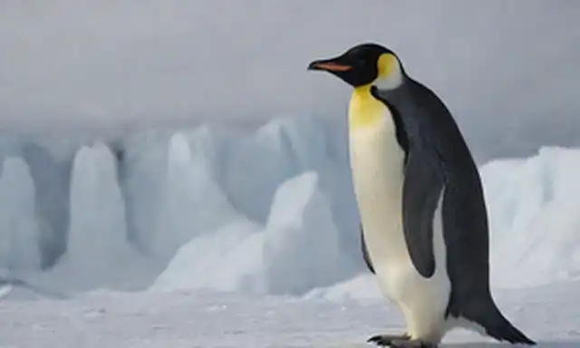 Un majestuoso pingüino Emperador de pie sobre la tundra helada, con paisaje de la Antártida en el fondo, rodeado de nieve y glaciares, con un sentido de movimiento transportado a través de plumas desviadas por el viento