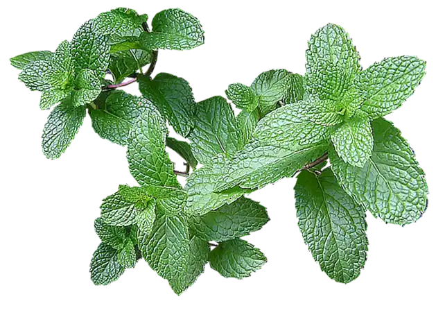 Menta
