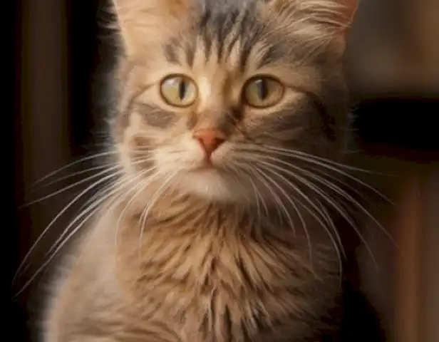 Las 6 fases de crecimiento del gato: conoce el camino hacia el éxito muestran el proceso de aprendizaje y desarrollo de un gato desde un nacimiento hasta un animal completamente desarrollado.