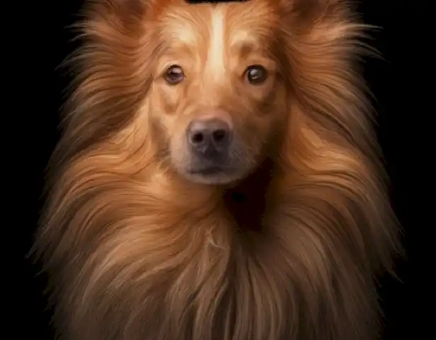 The image of the article should show the fascinating phenomenon of jadeo en perros, highlighting the intricate and mesmerizing patterns of the animal's coat.