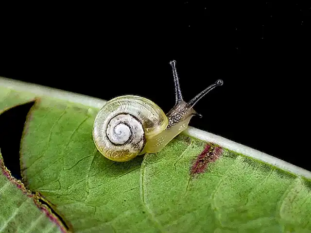Molluscos