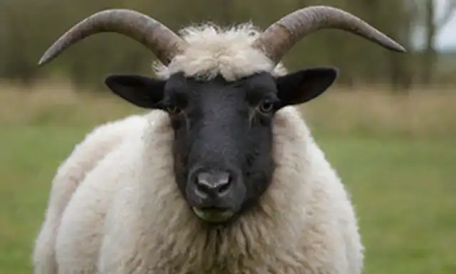 Un cierre de una cara de oveja con cuernos espirales, patas oscuras, y un pelaje suave de lana, colocado contra un fondo natural verde, como un prado o un bosque, con un enfoque suave para enfatizar sus características únicas