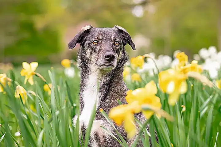 Necesidad de atención del perro